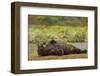 Resting Brown Bear, Katmai National Park, Alaska-Paul Souders-Framed Photographic Print