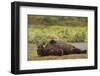 Resting Brown Bear, Katmai National Park, Alaska-Paul Souders-Framed Photographic Print