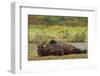 Resting Brown Bear, Katmai National Park, Alaska-Paul Souders-Framed Photographic Print