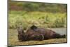 Resting Brown Bear, Katmai National Park, Alaska-Paul Souders-Mounted Photographic Print