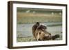 Resting Brown Bear, Katmai National Park, Alaska-Paul Souders-Framed Photographic Print