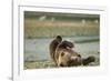 Resting Brown Bear, Katmai National Park, Alaska-Paul Souders-Framed Photographic Print