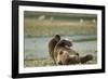 Resting Brown Bear, Katmai National Park, Alaska-Paul Souders-Framed Photographic Print