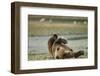 Resting Brown Bear, Katmai National Park, Alaska-Paul Souders-Framed Photographic Print