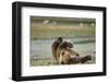 Resting Brown Bear, Katmai National Park, Alaska-Paul Souders-Framed Photographic Print