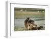 Resting Brown Bear, Katmai National Park, Alaska-Paul Souders-Framed Photographic Print