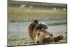 Resting Brown Bear, Katmai National Park, Alaska-Paul Souders-Mounted Photographic Print