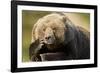 Resting Brown Bear, Katmai National Park, Alaska-Paul Souders-Framed Photographic Print