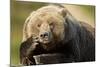 Resting Brown Bear, Katmai National Park, Alaska-Paul Souders-Mounted Photographic Print