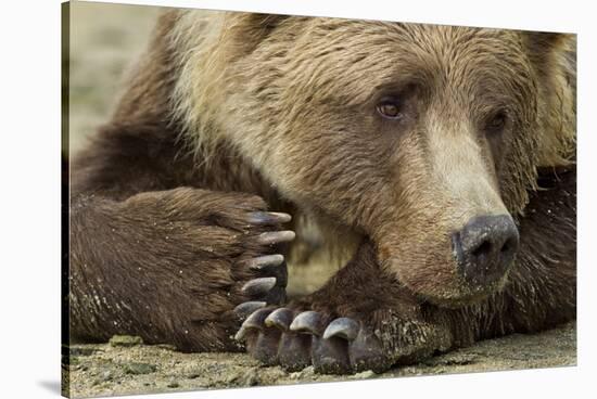 Resting Brown Bear, Katmai National Park, Alaska-null-Stretched Canvas