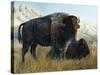 Resting Buffalo-Rusty Frentner-Stretched Canvas