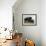 Resting Buffalo-Rusty Frentner-Framed Giclee Print displayed on a wall