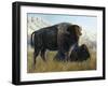 Resting Buffalo-Rusty Frentner-Framed Giclee Print