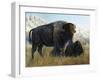Resting Buffalo-Rusty Frentner-Framed Giclee Print