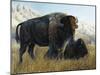 Resting Buffalo-Rusty Frentner-Mounted Giclee Print