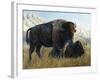 Resting Buffalo-Rusty Frentner-Framed Giclee Print