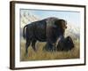 Resting Buffalo-Rusty Frentner-Framed Giclee Print