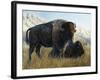 Resting Buffalo-Rusty Frentner-Framed Giclee Print