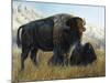 Resting Buffalo-Rusty Frentner-Mounted Giclee Print