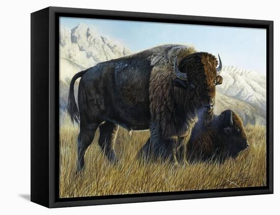 Resting Buffalo-Rusty Frentner-Framed Stretched Canvas
