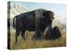 Resting Buffalo-Rusty Frentner-Stretched Canvas