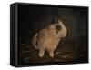 Resting Bunny Rabbit I-Marian Parsons-Framed Stretched Canvas