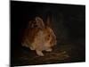 Resting Bunny Rabbit III-Marian Parsons-Mounted Art Print