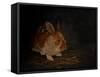 Resting Bunny Rabbit III-Marian Parsons-Framed Stretched Canvas