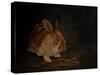 Resting Bunny Rabbit III-Marian Parsons-Stretched Canvas