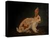 Resting Bunny Rabbit IX-Marian Parsons-Stretched Canvas