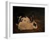 Resting Bunny Rabbit V-Marian Parsons-Framed Art Print