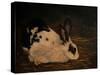 Resting Bunny Rabbit V-Marian Parsons-Stretched Canvas