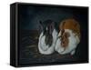 Resting Bunny Rabbit X-Marian Parsons-Framed Stretched Canvas