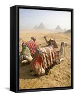 Resting Camels Gaze Across the Desert Sands of Giza, Cairo, Egypt-Dave Bartruff-Framed Stretched Canvas