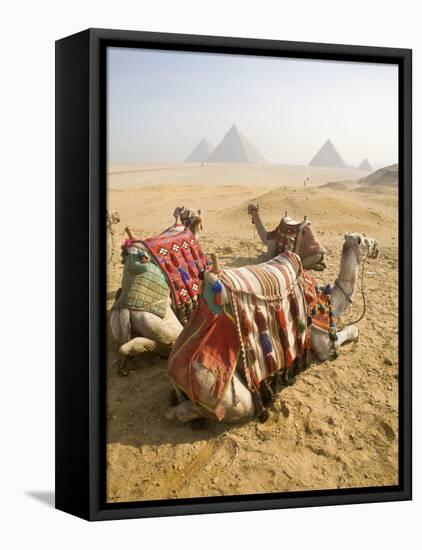 Resting Camels Gaze Across the Desert Sands of Giza, Cairo, Egypt-Dave Bartruff-Framed Stretched Canvas