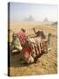 Resting Camels Gaze Across the Desert Sands of Giza, Cairo, Egypt-Dave Bartruff-Stretched Canvas