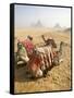 Resting Camels Gaze Across the Desert Sands of Giza, Cairo, Egypt-Dave Bartruff-Framed Stretched Canvas