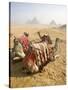 Resting Camels Gaze Across the Desert Sands of Giza, Cairo, Egypt-Dave Bartruff-Stretched Canvas