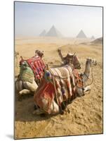 Resting Camels Gaze Across the Desert Sands of Giza, Cairo, Egypt-Dave Bartruff-Mounted Photographic Print