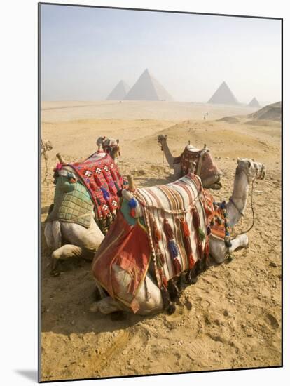 Resting Camels Gaze Across the Desert Sands of Giza, Cairo, Egypt-Dave Bartruff-Mounted Photographic Print