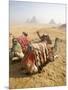 Resting Camels Gaze Across the Desert Sands of Giza, Cairo, Egypt-Dave Bartruff-Mounted Photographic Print