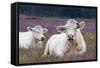 Resting Cow in Heather-Ivonnewierink-Framed Stretched Canvas