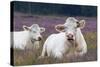 Resting Cow in Heather-Ivonnewierink-Stretched Canvas