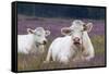 Resting Cow in Heather-Ivonnewierink-Framed Stretched Canvas