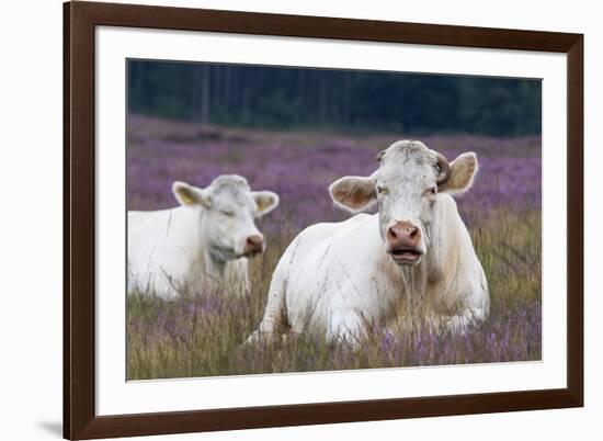 Resting Cow in Heather-Ivonnewierink-Framed Photographic Print