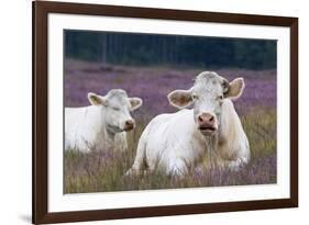 Resting Cow in Heather-Ivonnewierink-Framed Photographic Print