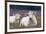 Resting Cow in Heather-Ivonnewierink-Framed Photographic Print