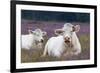 Resting Cow in Heather-Ivonnewierink-Framed Photographic Print