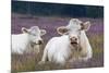 Resting Cow in Heather-Ivonnewierink-Mounted Photographic Print