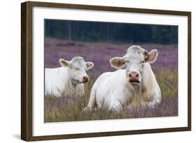 Resting Cow in Heather-Ivonnewierink-Framed Photographic Print